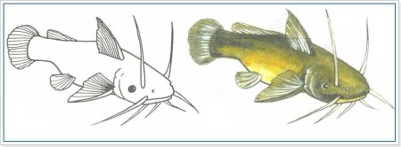 Поэтапное рисование сома