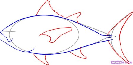 Туловище рыбы карандашом