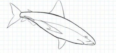 Рисовать сома поэтапно для детей