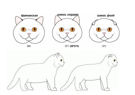 Шотландская вислоухая кошка вид сбоку