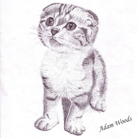 Раскраска котенок вислоухий шотландец котенок