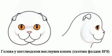 Шотландская кошка форма головы