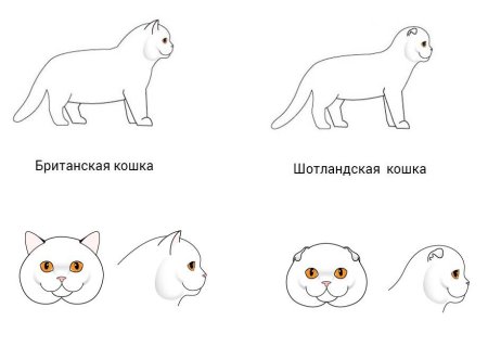 Шотландская вислоухая кошка вид сбоку