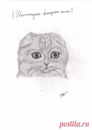 Вислоухий кот карандашом