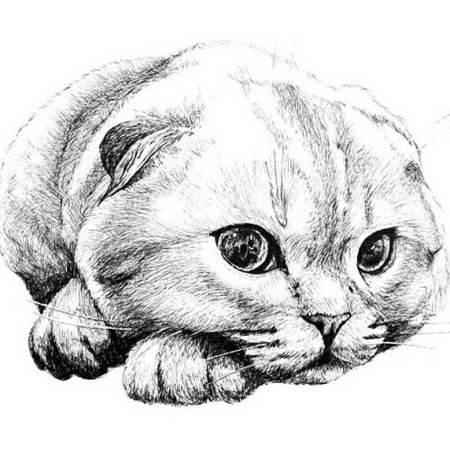 Вислоухий кот карандашом