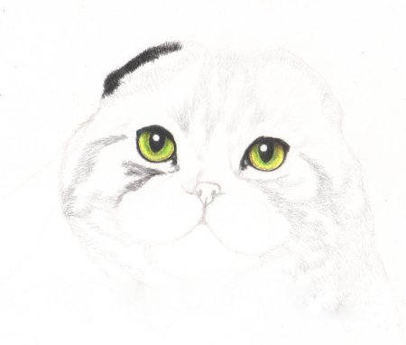 Вислоухая кошка рисунок