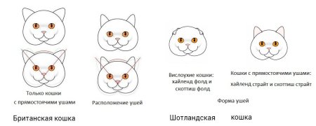 Форма головы британской кошки и скоттиш