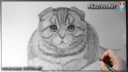 Вислоухий кот рисунок