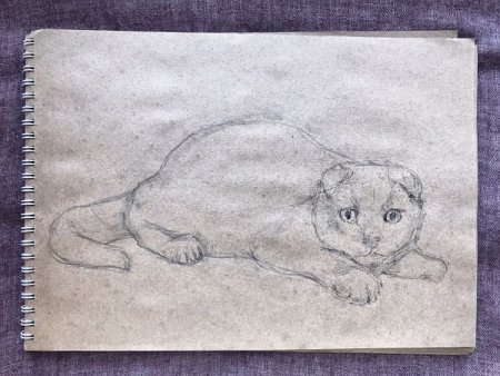 Вислоухая кошка карандашом