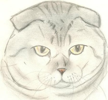 Вислоухий кот карандашом