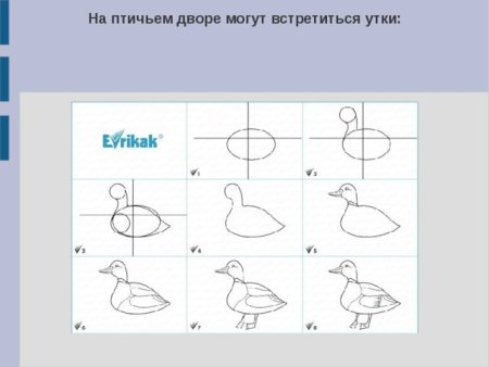 Пошаговый рисунок птичьего двора Гадкий утенок
