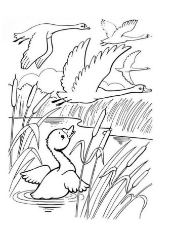 Раскраска уточка с утятами