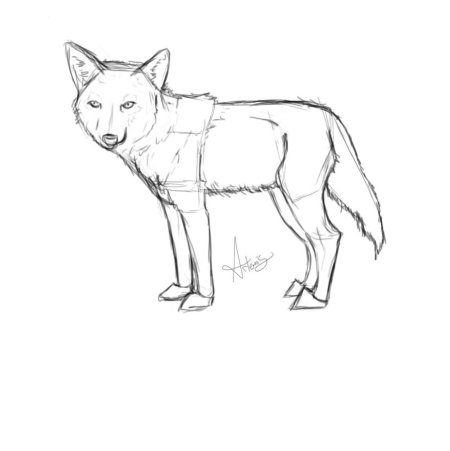 Койот для срисовки