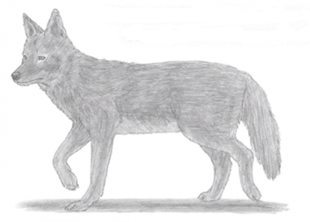 Раскраска аниме койот