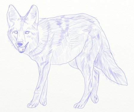 Койот раскраска