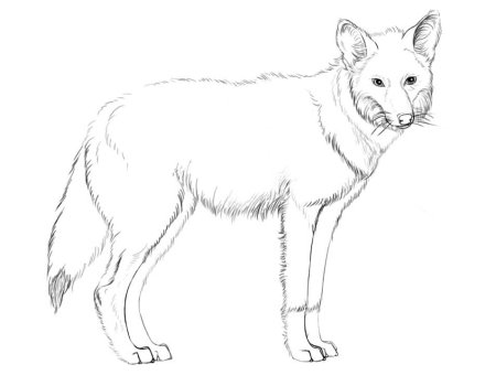 Койот анатомия