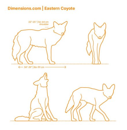 Койот вектор