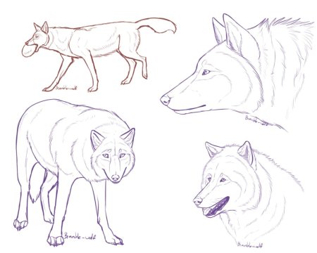 Койот рисовать