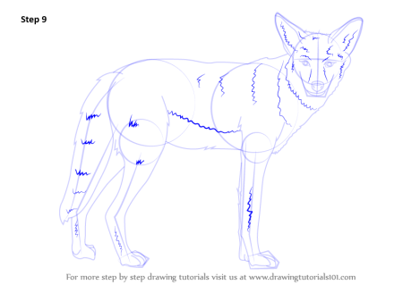 Как нарисовать койота поэтапно