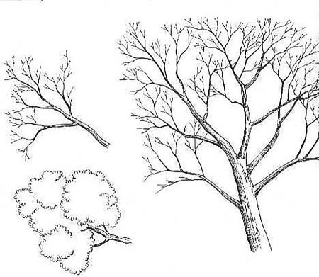 Дерево без листьев карандашом