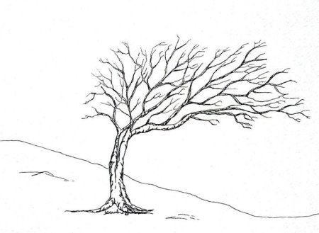 Agacdelen sekilleri lkarandas