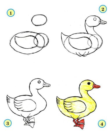 Поэтапное рисование уточки