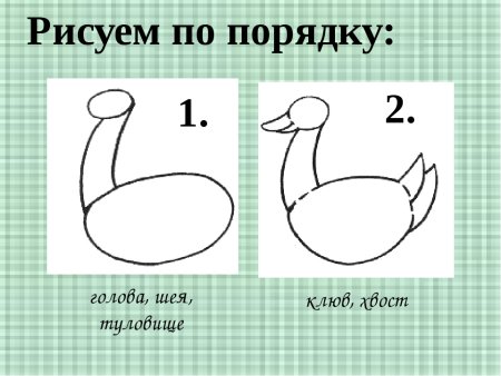 Поэтапное рисование в старшей группе утка