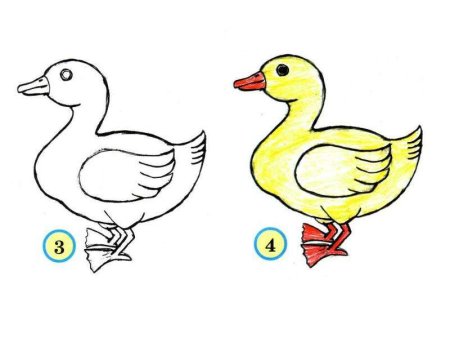 Рисование утки поэтапно