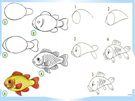 Рисование рыбки в средней группе