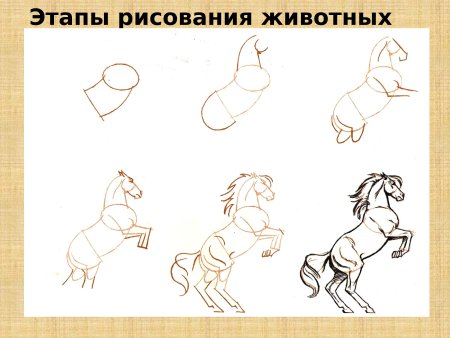 Как нарисовать лошадь карандашом поэтапно для детей