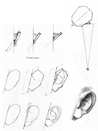 Построение уха Давида Академический рисунок