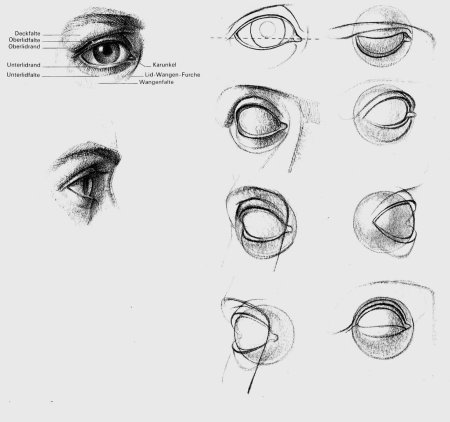 Баммес анатомия глаз