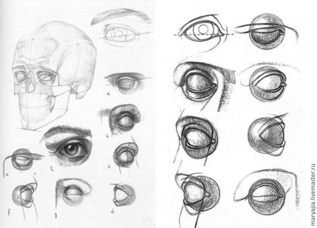 Баммес анатомия глаз