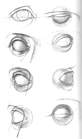 Баммес анатомия глаз