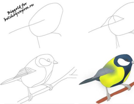 Нарисовать синичку карандашом поэтапно для детей