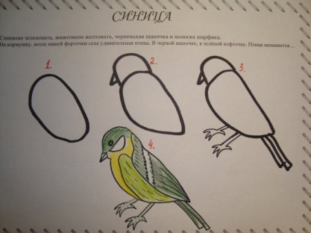 Рисование птицы в старшей группе поэтапно