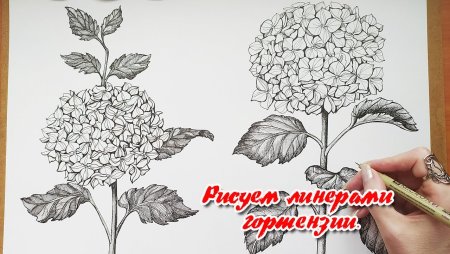 Гортензия зарисовки ручкой