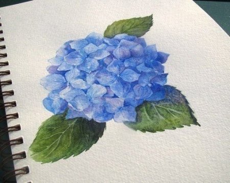 Как нарисовать гвоздику поэтапно