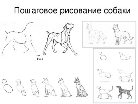 Схема рисования собаки