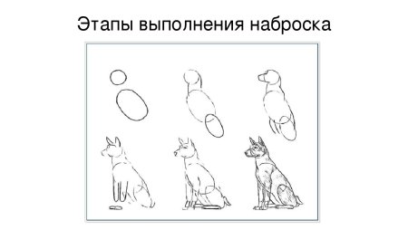 Незаконченный рисунок собаки
