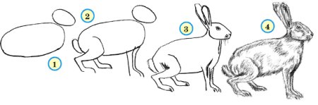 Заяц последовательное рисование