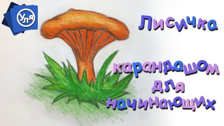Гриб Лисичка рисунок карандашом