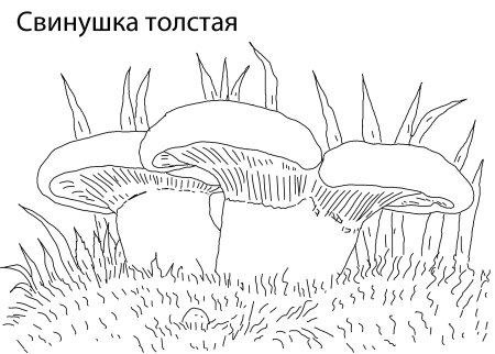 Раскраска гриб масленок