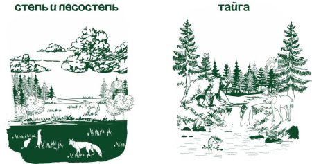 Зона тайги рисунок