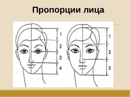 Пропорции лица схема