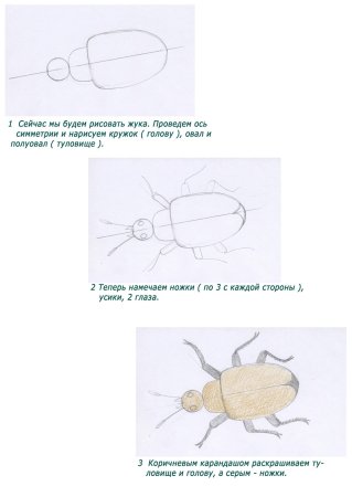 Схема рисования Божьей коровки для детей