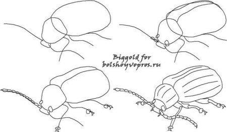 Рисование для детей 4-5 лет Божья коровка