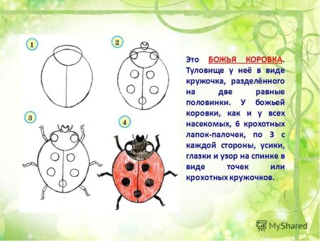 Поэтапный рисунок жука
