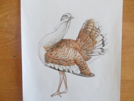 Поэтапное рисование птиц