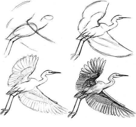 Гусь поэтапное рисование для детей